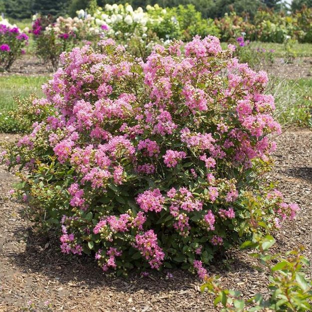 Picture of Lagerstroemia indica Bellini® Guava PP33482 #3