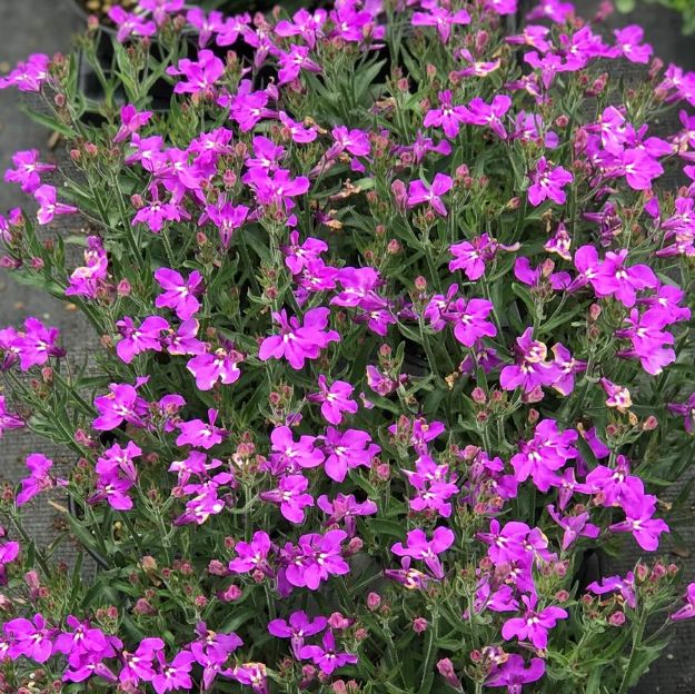 Picture of Lobelia Techno® Lilac 4.5" (10/flat)