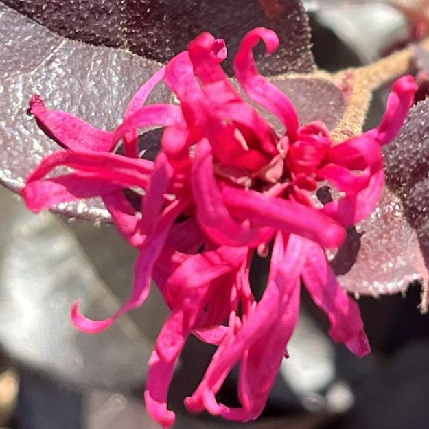 Picture of Loropetalum chinense 'Plum Gorgeous' PPAF #3BE