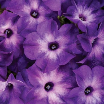 Show details for Petunia Supertunia® Tiara Blue PPAF 4.5"PW (10/flat) Picture of Petunia Supertunia® Tiara Blue PPAF 4.5"PW (10/flat)