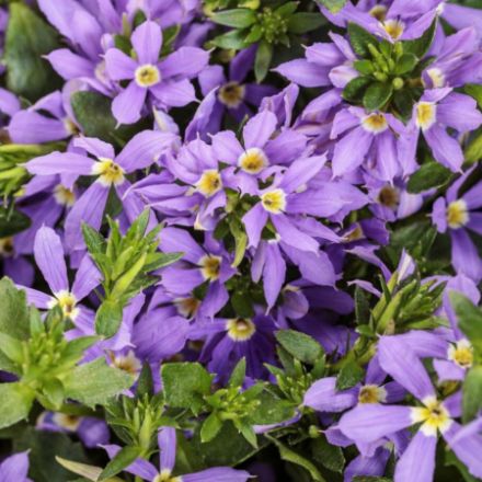 Show details for Scaevola Stardiva™ Blue PPAF 4.5"PW (10/flat) Picture of Scaevola Stardiva™ Blue PPAF 4.5"PW (10/flat)