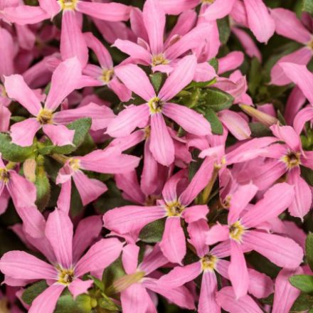 Show details for Scaevola Stardiva™ Pink PPAF 4.5"PW (10/flat) Picture of Scaevola Stardiva™ Pink PPAF 4.5"PW (10/flat)