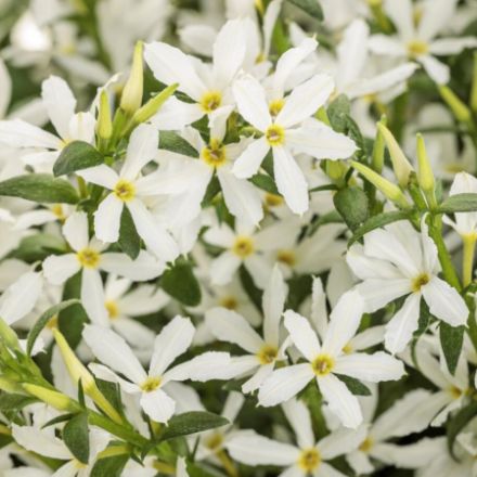 Show details for Scaevola Stardiva™ White PPAF 4.5"PW (10/flat) Picture of Scaevola Stardiva™ White PPAF 4.5"PW (10/flat)