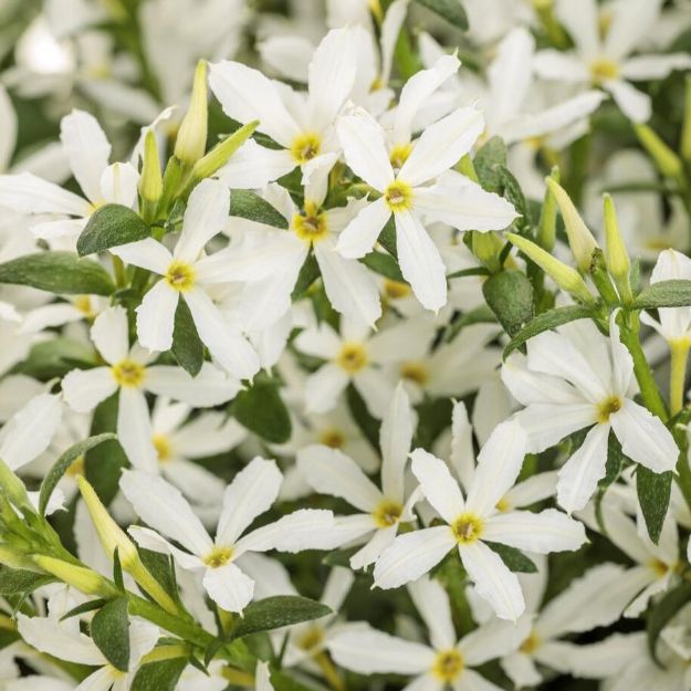 Picture of Scaevola Stardiva™ White PPAF 4.5"PW (10/flat)
