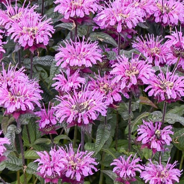 Picture of Monarda 'Lavender Taffeta' PP35192 #4QPW