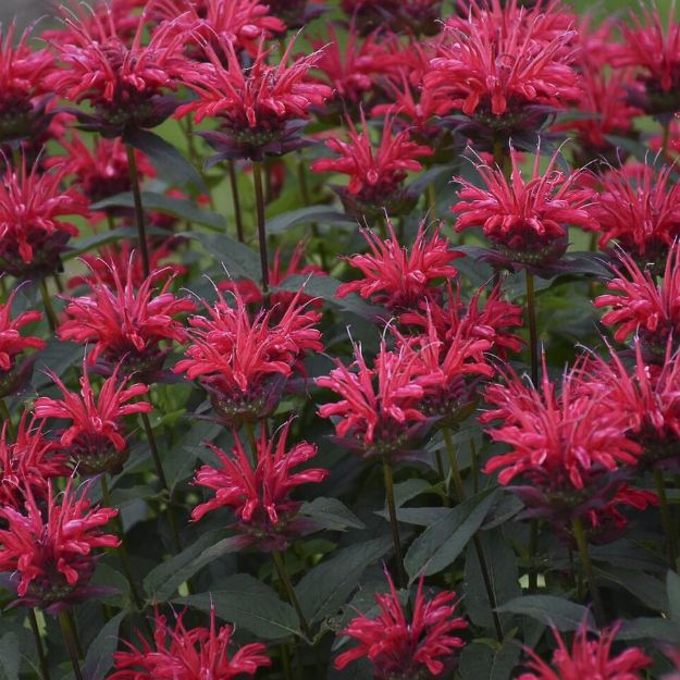 Picture of Monarda 'Red Velvet' PP35800 #4QPW