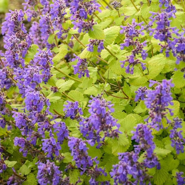 Picture of Nepeta 'Chartreuse on the Loose' PP35867 #4Q