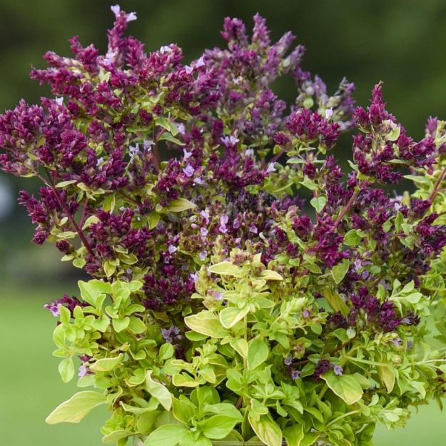 Picture of Origanum 'Drops of Jupiter' PP33367 #4QPW