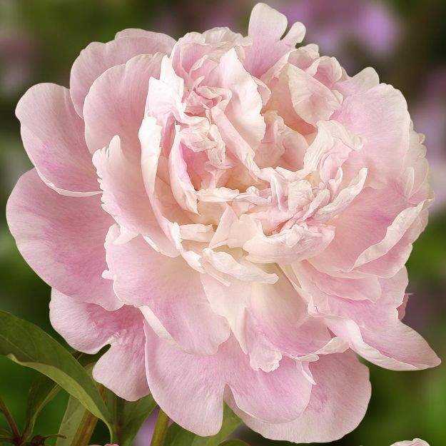 Picture of Paeonia 'Catharina Fontijn' #4Q