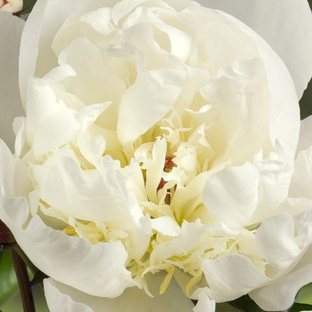 Picture of Paeonia 'Immaculée' #4Q