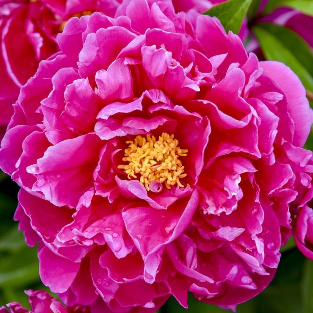 Picture of Paeonia 'Karl Rosenfeld' #4Q