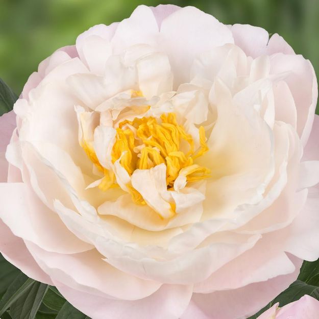 Picture of Paeonia 'Miss America' #4Q