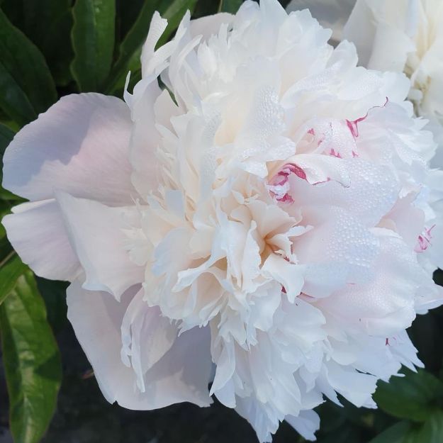 Picture of Paeonia 'Pecher' #4Q