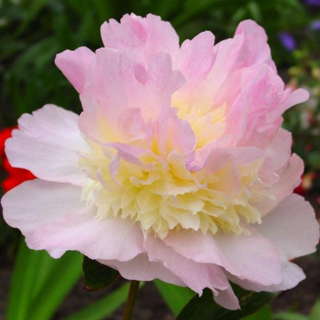 Picture of Paeonia 'Raspberry Sundae' #4Q