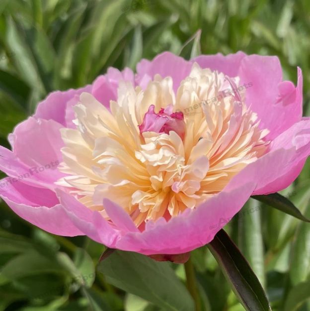 Picture of Paeonia 'Sorbet' #4Q