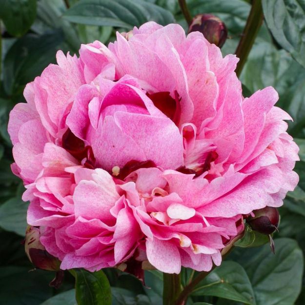 Picture of Paeonia 'The Fawn' #4Q