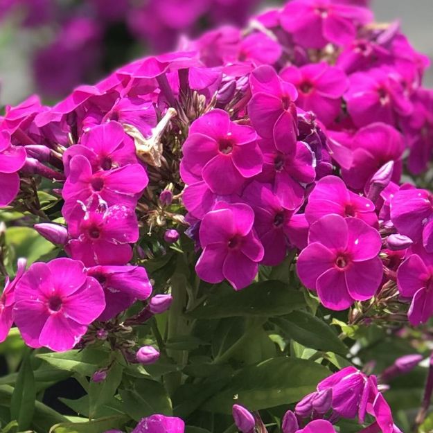 Picture of Phlox paniculata 'Flame Purple' PP12605 #4Q