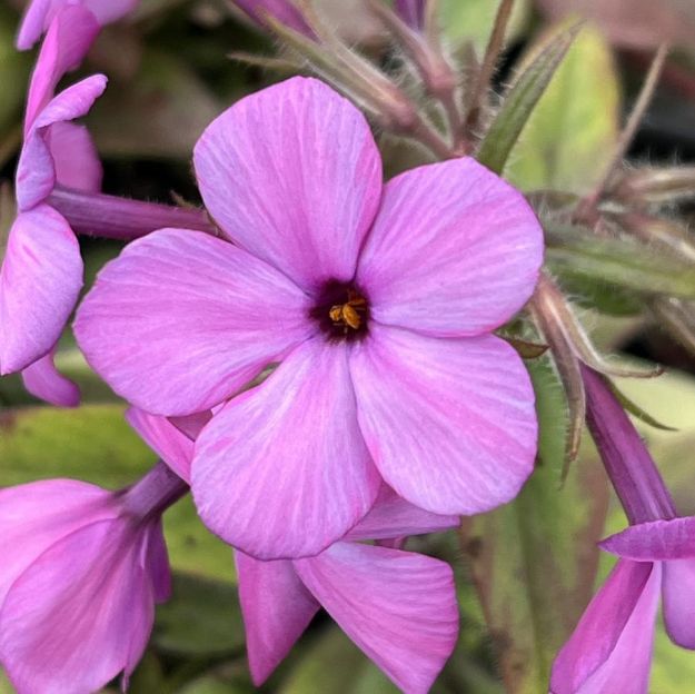Picture of Phlox stolonifera 'Pink Ridge' #3QAB (6/flat)
