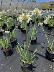 Picture of Agapanthus 'Galaxy White' PP31431 #4Q