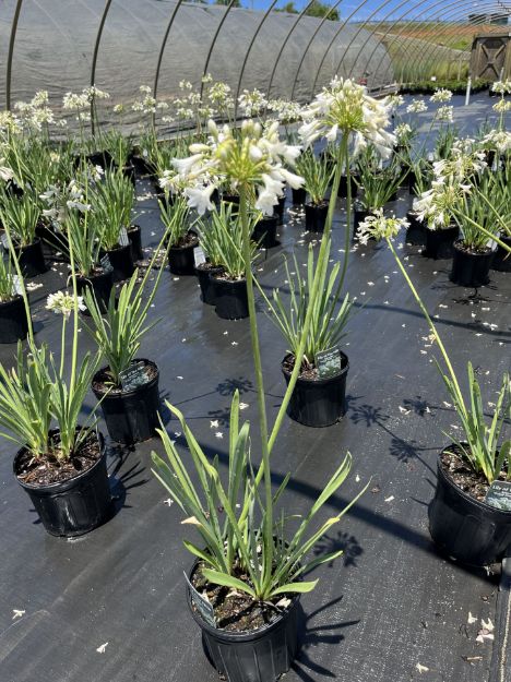 Picture of Agapanthus 'Galaxy White' PP31431 #4Q