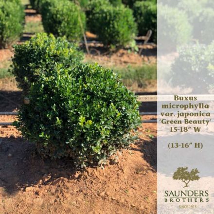 Show details for Buxus microphylla var. japonica 'Green Beauty' 15-18" W (B&C) Picture of Buxus microphylla var. japonica 'Green Beauty' 15-18" W (B&C)