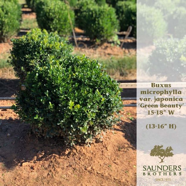 Picture of Buxus microphylla var. japonica 'Green Beauty' 15-18" W (B&C)