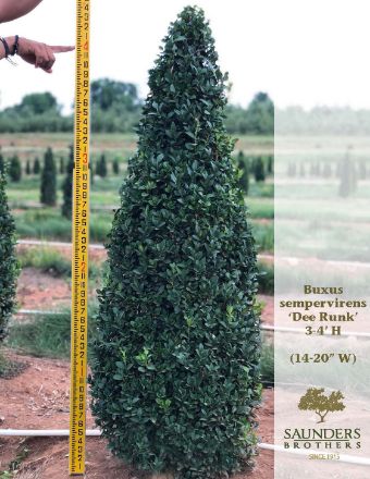 Show details for Buxus sempervirens 'Dee Runk' 3.5-4' H (B&C) Picture of Buxus sempervirens 'Dee Runk' 3.5-4' H (B&C)