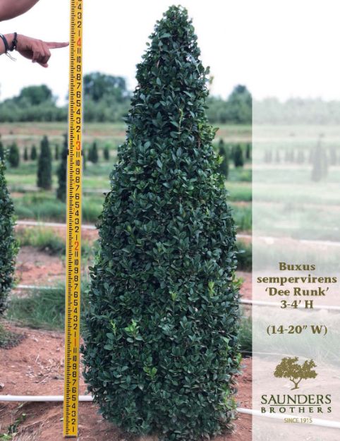 Picture of Buxus sempervirens 'Dee Runk' 3.5-4' H (B&C)