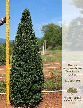 Show details for Buxus sempervirens 'Dee Runk' 4.5-5' H (B&B) Picture of Buxus sempervirens 'Dee Runk' 4.5-5' H (B&B)