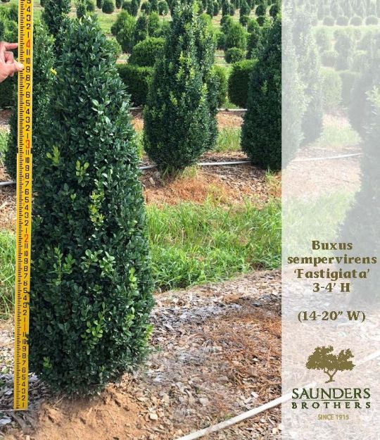 Picture of Buxus sempervirens 'Fastigiata' 3.5-4' H (B&C) (LIMIT 10)