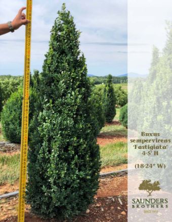 Show details for Buxus sempervirens 'Fastigiata' 4.5-5' H (B&B) (LIMIT 10) Picture of Buxus sempervirens 'Fastigiata' 4.5-5' H (B&B) (LIMIT 10)