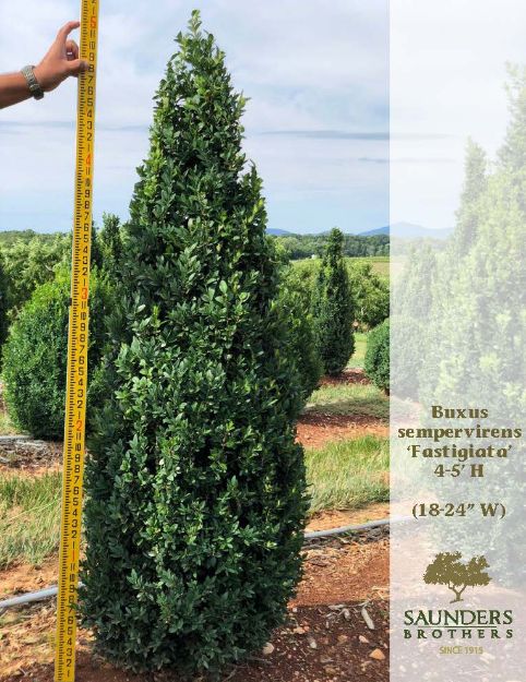 Picture of Buxus sempervirens 'Fastigiata' 4.5-5' H (B&B) (LIMIT 10)