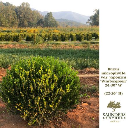 Show details for Buxus microphylla var. japonica 'Wintergreen' 24-30" W (B&B) (LIMIT 25) Picture of Buxus microphylla var. japonica 'Wintergreen' 24-30" W (B&B) (LIMIT 25)