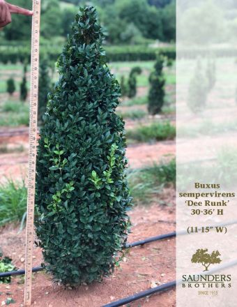 Show details for Buxus sempervirens 'Dee Runk' 30-36" H (B&C)  Picture of Buxus sempervirens 'Dee Runk' 30-36" H (B&C)
