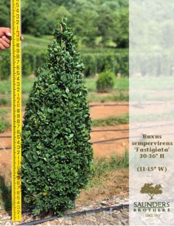 Show details for Buxus sempervirens 'Fastigiata' 30-36'' H (B&C) (LIMIT 10) Picture of Buxus sempervirens 'Fastigiata' 30-36'' H (B&C) (LIMIT 10)