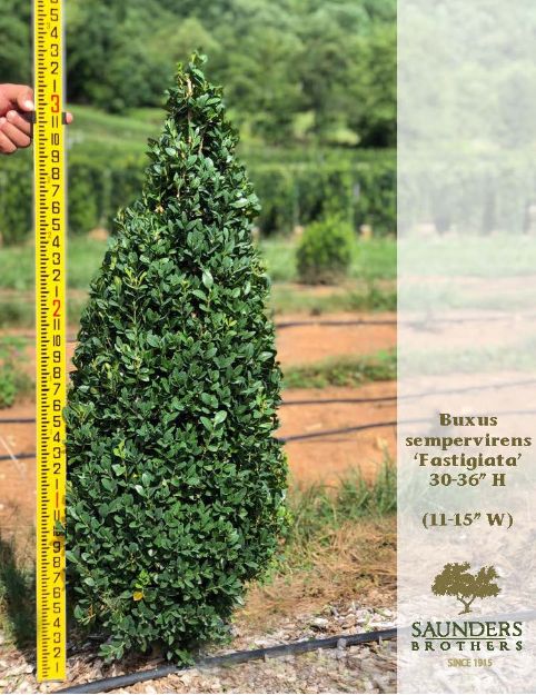 Picture of Buxus sempervirens 'Fastigiata' 30-36'' H (B&C) (LIMIT 10)