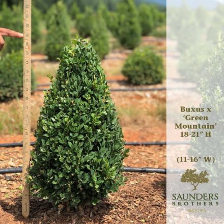 Show details for Buxus x 'Green Mountain' 18-21" H (B&C) Picture of Buxus x 'Green Mountain' 18-21" H (B&C)