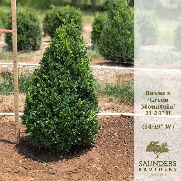 Picture of Buxus x 'Green Mountain' 21-24" H (B&C)