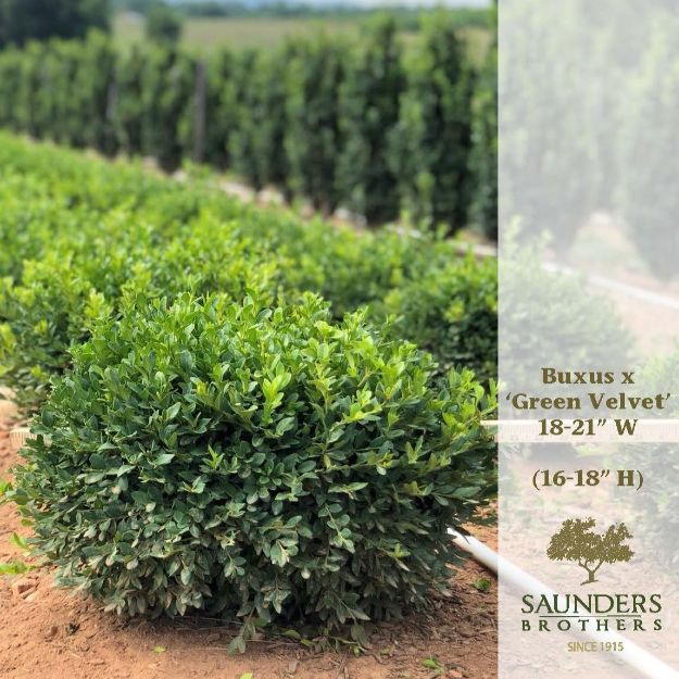 Picture of Buxus x 'Green Velvet' 18-21" W (B&C) (LIMIT 50)