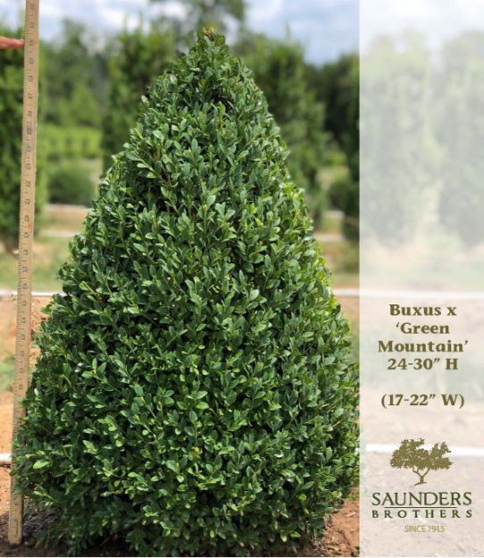 Picture of Buxus x 'Green Mountain' 24-30" H (B&C) (LIMIT 25)