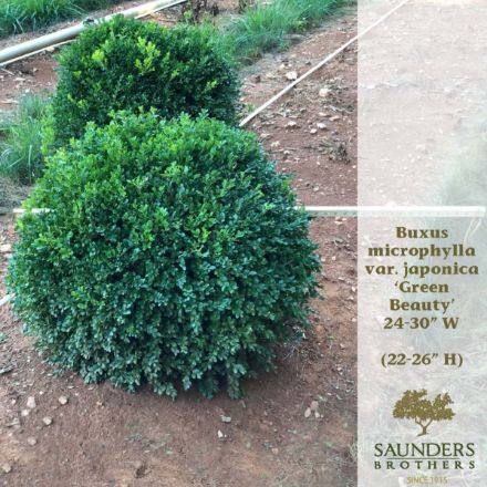Show details for Buxus microphylla var. japonica 'Green Beauty' 24-30" W (B&B) (LIMIT 10) Picture of Buxus microphylla var. japonica 'Green Beauty' 24-30" W (B&B) (LIMIT 10)