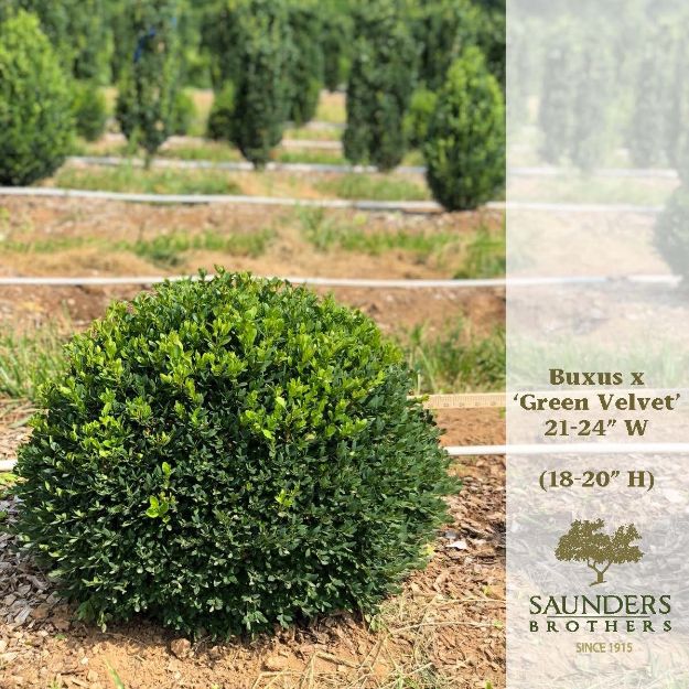 Picture of Buxus x 'Green Velvet' 21-24'' W (B&C) (LIMIT 50)