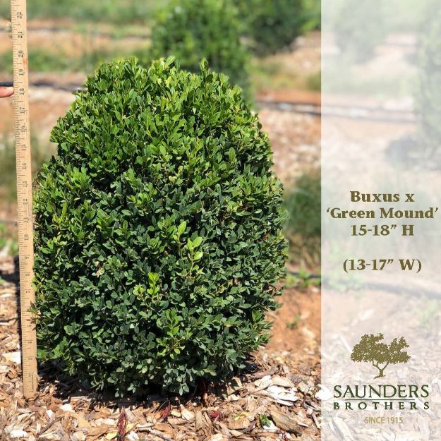 Picture of Buxus x 'Green Mound' 15-18" H (B&C)