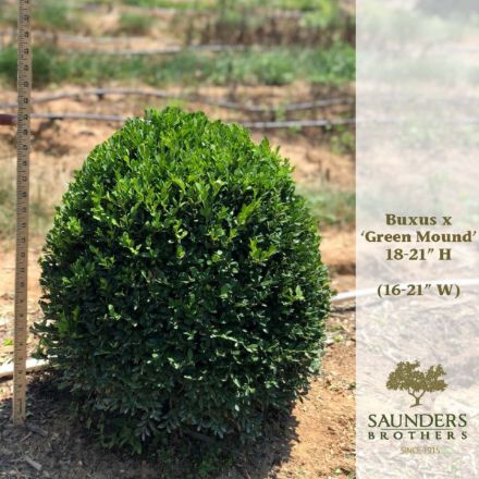 Show details for Buxus x 'Green Mound' 18-21" H (B&C) Picture of Buxus x 'Green Mound' 18-21" H (B&C)