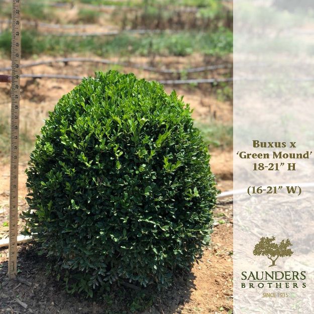 Picture of Buxus x 'Green Mound' 18-21" H (B&C)