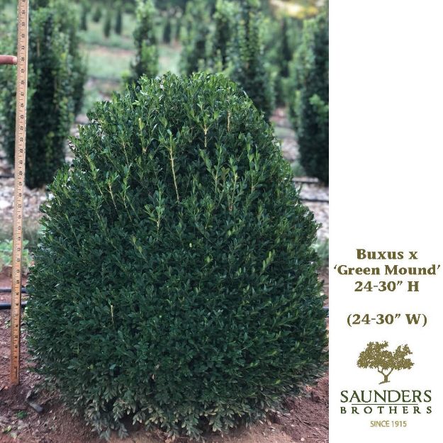 Picture of Buxus x 'Green Mound' 24-30" H (B&B)