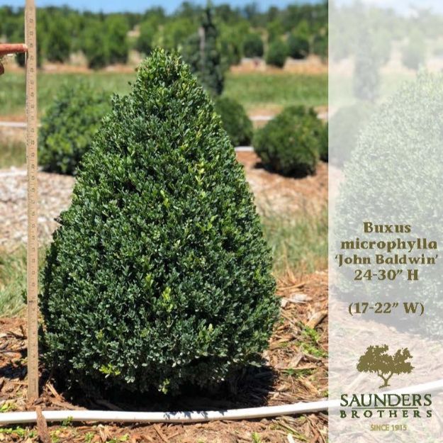 Picture of Buxus microphylla 'John Baldwin' 24-30" H (B&B)