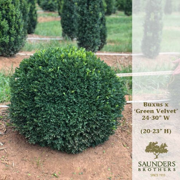 Picture of Buxus x 'Green Velvet' 24-30" W (B&B) (LIMIT 10)