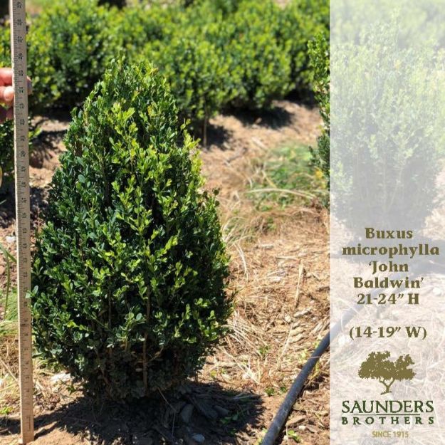 Picture of Buxus microphylla 'John Baldwin' 21-24" H (B&C)