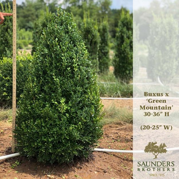Picture of Buxus x 'Green Mountain' 30-36'' H (B&B) (LIMIT 10)